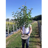 MALUS COMTESSE DE PARIS (Pommier d'ornement) En pot de 10-12 litres forme gobelet