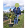 MALUS RED JEWEL (Pommier d'ornement) En pot de 10-12 litres forme gobelet