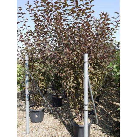 MALUS COCCINELLA Courtarou® (Pommier d'ornement)