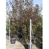 MALUS COCCINELLA Courtarou® (Pommier d'ornement) En pot de 25-30 litres forme buisson