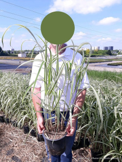 MISCANTHUS sinensis CABARET En pot de 4-5 litres