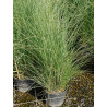 MISCANTHUS sinensis GRACILLIMUS (Roseau de Chine, herbe à éléphant, eulalie) En pot de 10-12 litres forme buisson