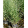 MISCANTHUS sinensis GRACILLIMUS (Roseau de Chine, herbe à éléphant, eulalie) En pot de 10-12 litres forme buisson