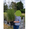 MISCANTHUS sinensis GRAZIELLA (Roseau de Chine, herbe à éléphant, eulalie) En pot de 10-12 litres forme buisson