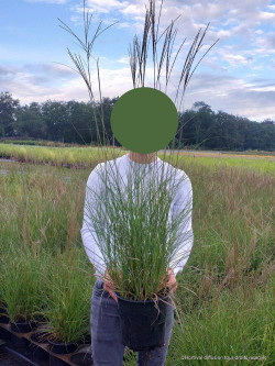 MISCANTHUS sinensis KLEINE SILBERSPINNE En pot de 4-5 litres