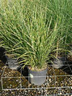 MISCANTHUS sinensis ZEBRINUS En pot de 10-12 litres