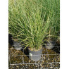 MISCANTHUS sinensis ZEBRINUS (Roseau de Chine, herbe à éléphant, eulalie) En pot de 10-12 litres forme buisson