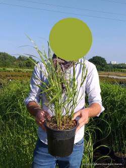 MISCANTHUS sinensis ZEBRINUS En pot de 4-5 litres