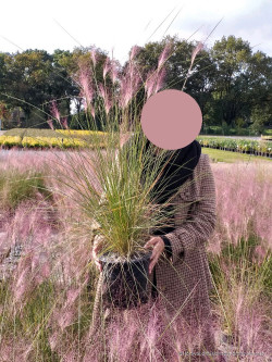 MUHLENBERGIA capillaris En pot de 4-5 litres