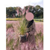 MUHLENBERGIA capillaris (Muhly à poils longs, Muhlenbergie capillaire herbe, Muhly rose, Herbe à cheveux rose)