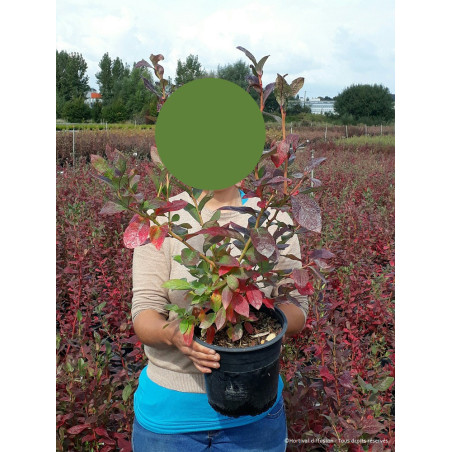 MYRTILLE DES JARDINS BLUE CROP (Vaccinium corymbosum)