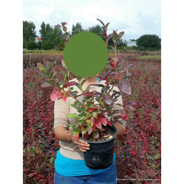 MYRTILLE DES JARDINS (Vaccinium corymbosum) En pot de 4-5 litres forme buisson