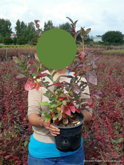 MYRTILLE DES JARDINS En pot de 4-5 litres