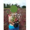 MYRTILLE DES JARDINS (Vaccinium corymbosum) En pot de 4-5 litres forme buisson