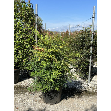 NANDINA domestica (Bambou sacré, nandine) En pot de 35-50 litres forme buisson