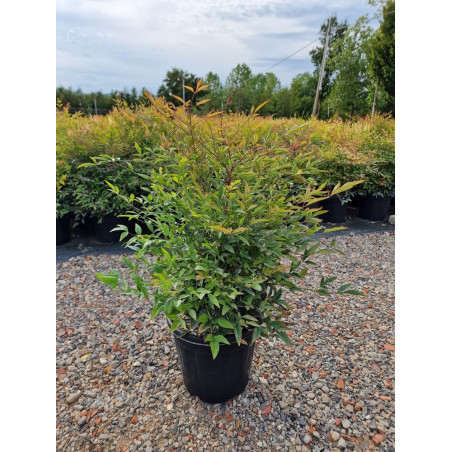 NANDINA domestica (Bambou sacré, nandine)