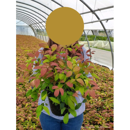 NANDINA domestica BLUSH PINK® (Bambou sacré, nandine)