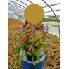 NANDINA domestica BLUSH PINK® (Bambou sacré, nandine)