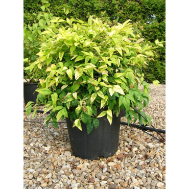 NANDINA domestica FIRE POWER (Bambou sacré, nandine) En pot de 15-20 litres forme buisson