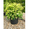 NANDINA domestica FIRE POWER (Bambou sacré, nandine) En pot de 15-20 litres forme buisson