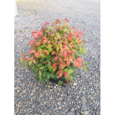 NANDINA domestica FIRE POWER (Bambou sacré, nandine) En pot de 4-5 litres forme buisson