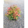 NANDINA domestica FIRE POWER (Bambou sacré, nandine) En pot de 4-5 litres forme buisson