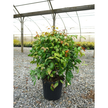 NANDINA domestica FIRE POWER (Bambou sacré, nandine) En pot de 10-12 litres forme buisson