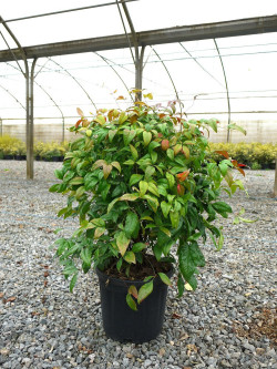 NANDINA domestica FIRE POWER En pot de 10-12 litres