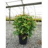 NANDINA domestica FIRE POWER (Bambou sacré, nandine) En pot de 10-12 litres forme buisson