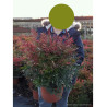 NANDINA domestica GULF STREAM (Bambou sacré, nandine) En pot de 10-12 litres forme buisson