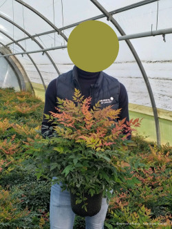 NANDINA domestica GULF STREAM En pot de 4-5 litres