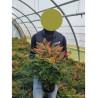 NANDINA domestica GULF STREAM (Bambou sacré, nandine) En pot de 4-5 litres forme buisson