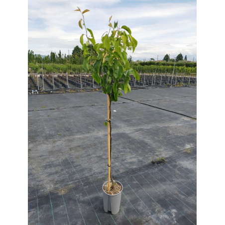 NASHI - POMME POIRE KOSUI (Pyrus pyrifolia)