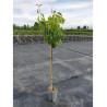 NASHI - POMME POIRE KOSUI (Pyrus pyrifolia)