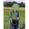 PANICUM virgatum PRAIRIE SKY (Panic érigé Prairie sky) En pot de 4-5 litres forme buisson