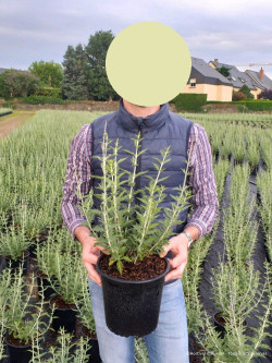 PEROVSKIA atriplicifolia BLUE SPIRE En pot de 4-5 litres