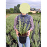 PEROVSKIA atriplicifolia BLUE SPIRE (Sauge d'Afghanistan, lavande d'Afghanistan, pérovskia) En pot de 4-5 litres forme buisson