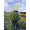 PEROVSKIA atriplicifolia BLUE SPIRE (Sauge d'Afghanistan, lavande d'Afghanistan, pérovskia) En pot de 10-12 litres forme buisson