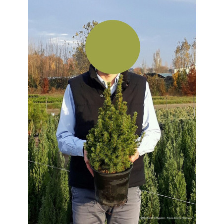 PICEA glauca CONICA (Épicéa blanc conique)