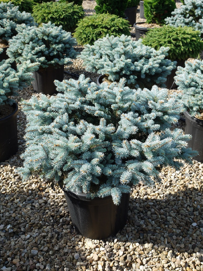 PICEA pungens GLAUCA GLOBOSA (Sapin bleu nain) — free download