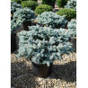 PICEA pungens GLAUCA GLOBOSA (Épicéa bleu du Colorado nain, Sapin bleu nain) En pot de 20-25 litres