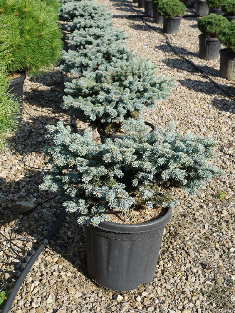PICEA pungens GLAUCA GLOBOSA (Sapin bleu nain) — free download