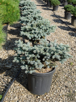 PICEA pungens GLAUCA GLOBOSA En pot de 15-20 litres