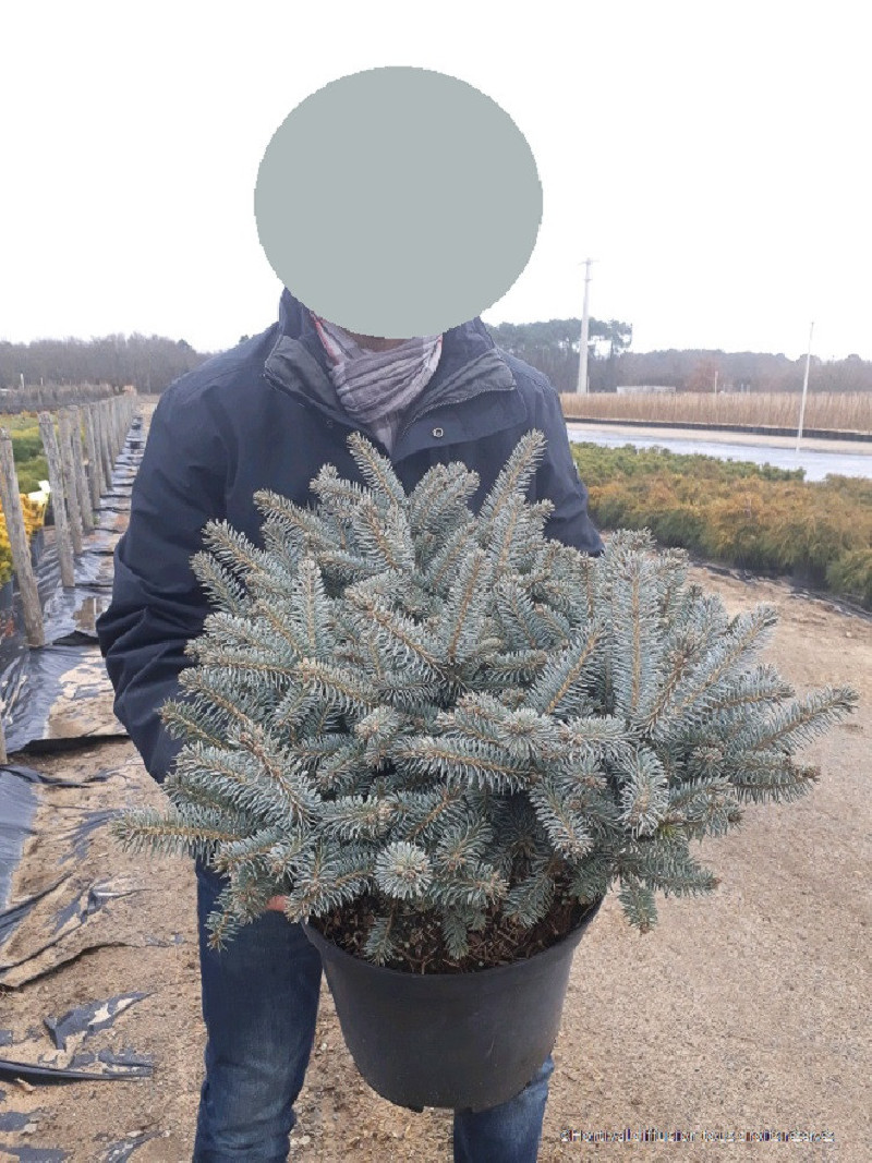 PICEA pungens GLAUCA GLOBOSA (Sapin bleu nain) — free download