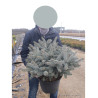 PICEA pungens GLAUCA GLOBOSA (Épicéa bleu du Colorado nain, Sapin bleu nain) En pot de 10-12 litres