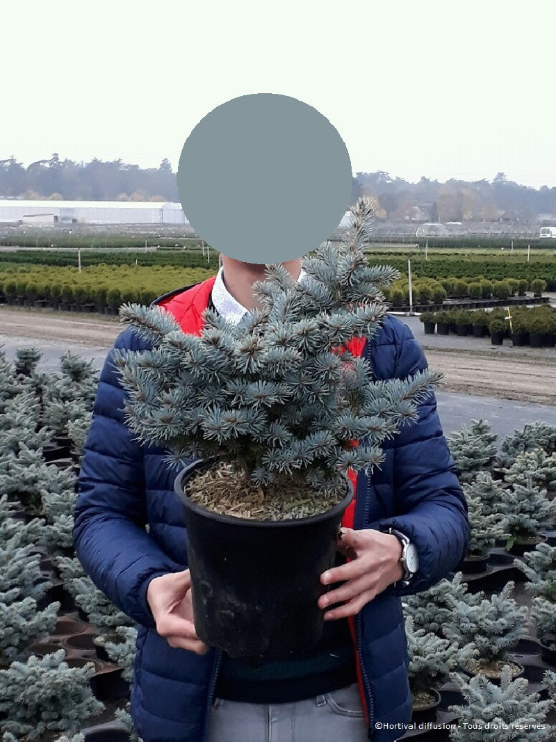 PICEA pungens GLAUCA GLOBOSA (Sapin bleu nain) — free download