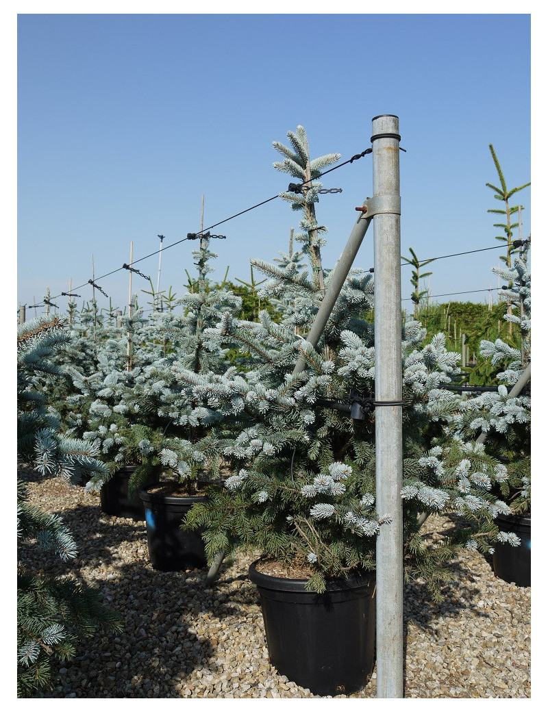 PICEA pungens HOOPSII (Épicéa du Colorado Hoopsii, Sapin bleu Hoopsii)