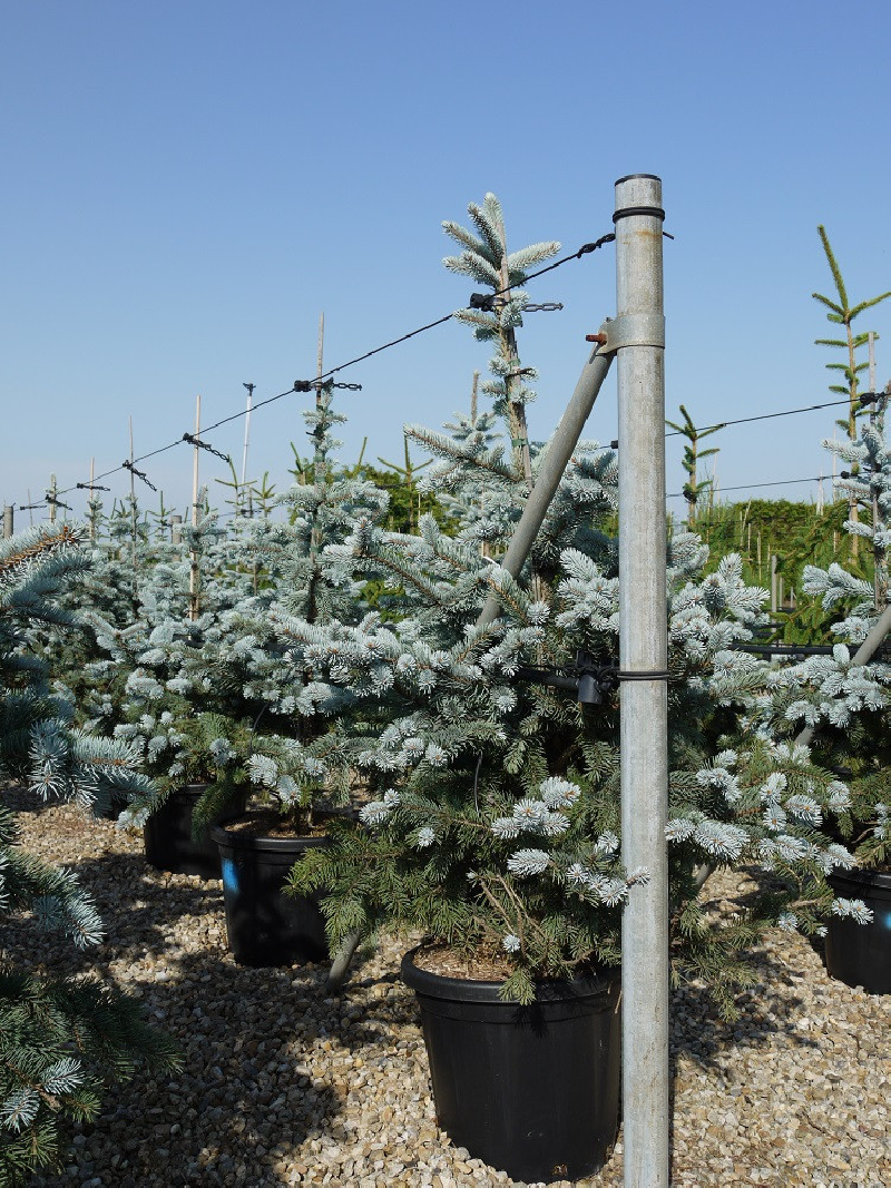 PICEA pungens HOOPSII En pot de 25-30 litres