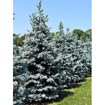 PICEA pungens HOOPSII (Épicéa du Colorado Hoopsii, Sapin bleu Hoopsii)