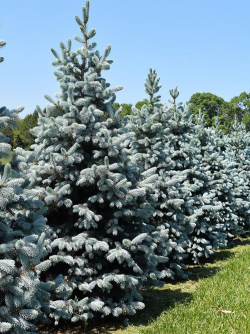 PICEA pungens HOOPSII